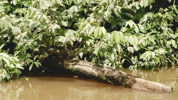 Anaconda inespéré (oui oui sur la branche, à l'ombre des feuilles ^^ )