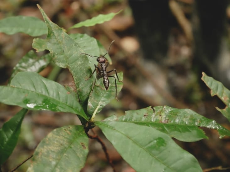 Les fourmis les plus dangereuses au monde sont en Amazonie ! Youpi !