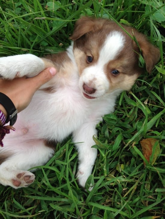 A la fin de notre séjour, on accueille Sam à la ferme ! Une vraie peluche <3 !