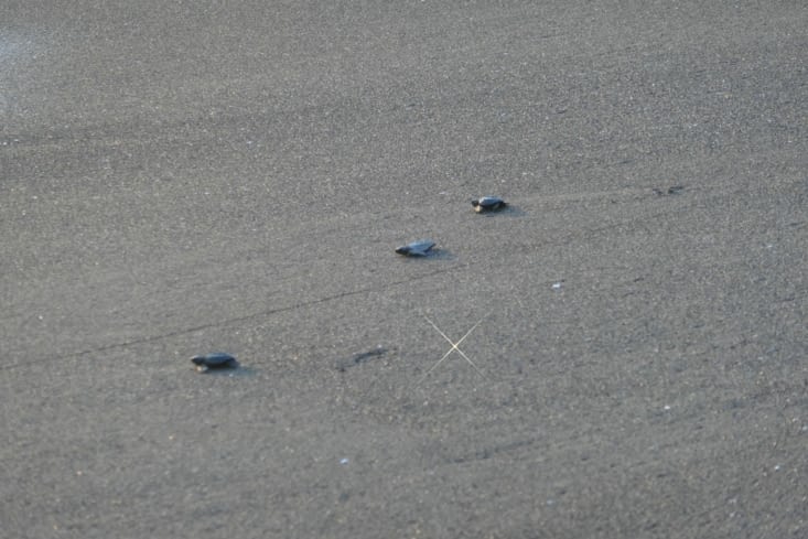 Deux heures de marche le long de la plage et on tombe  sur un lâcher de tortues!