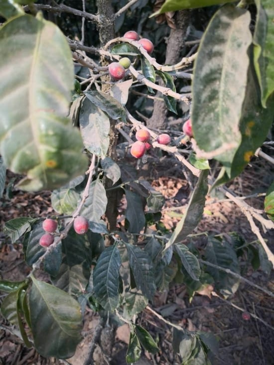 Prêt à être cueilli