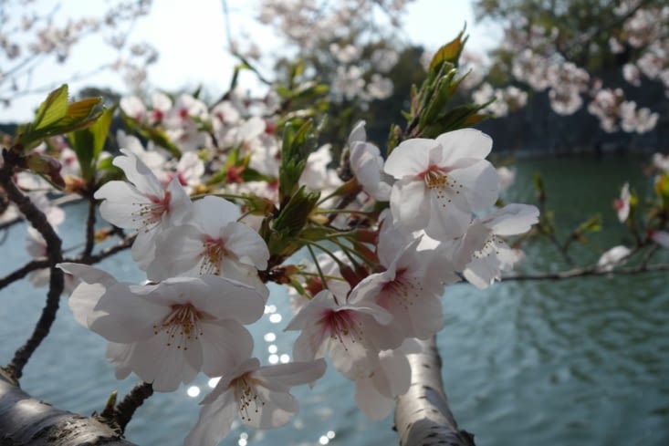 La poésie des cerisiers en fleurs