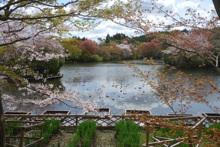 Kyoto, le lac du temple Ryoan-ji