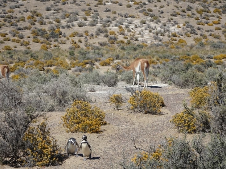 Manchot et Guanaco