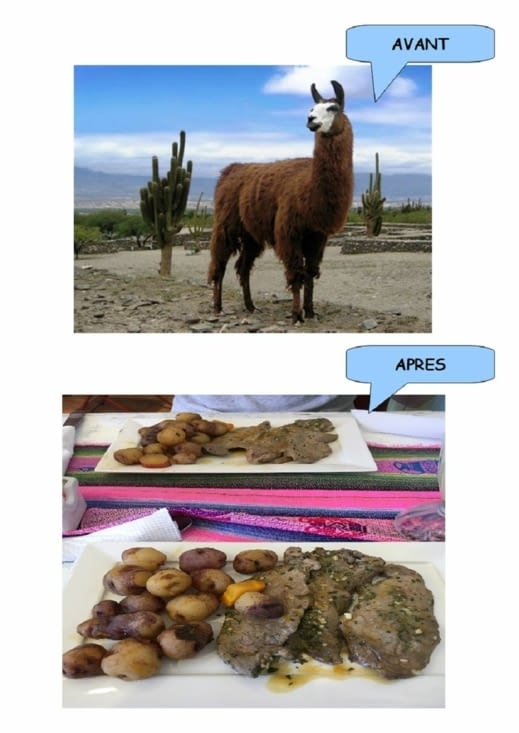 Essai culinaire = le lama