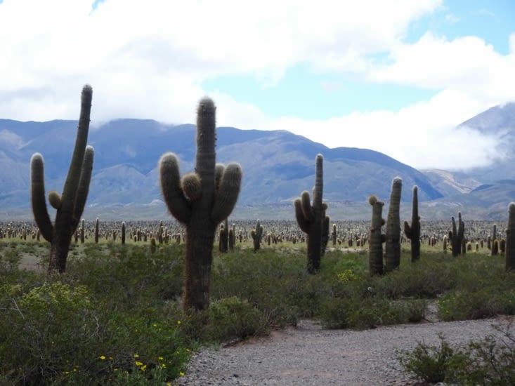 Des plaines entières de cactus