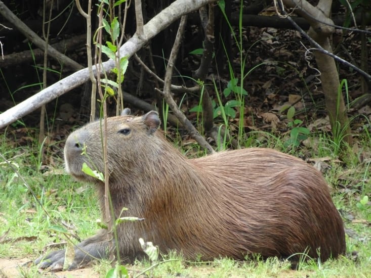 Le capybara