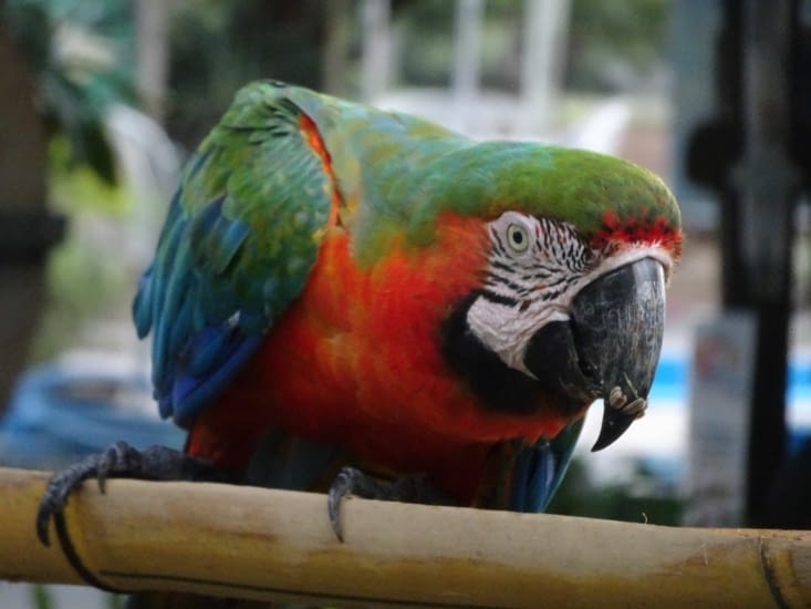Un perroquet multicolors