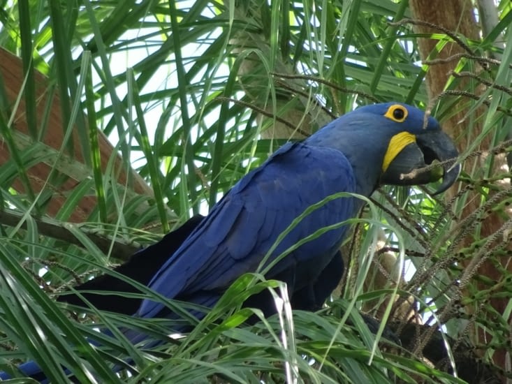 Le perroquet bleu, très rare
