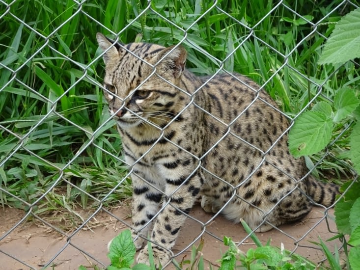 Un magnifique chat sauvage