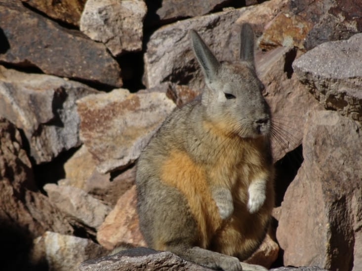 Le Viscache des plaines