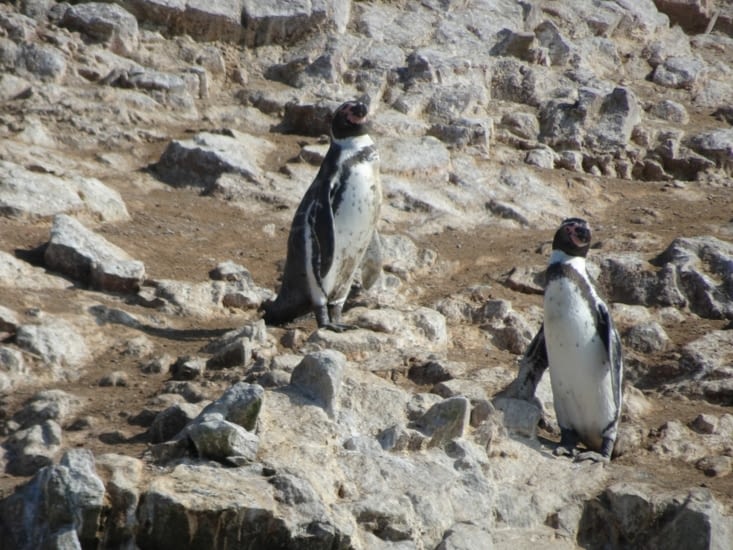 Quelques rares pingouins pour la saison