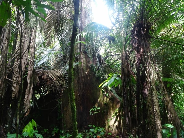 Des arbres plus que centenaire