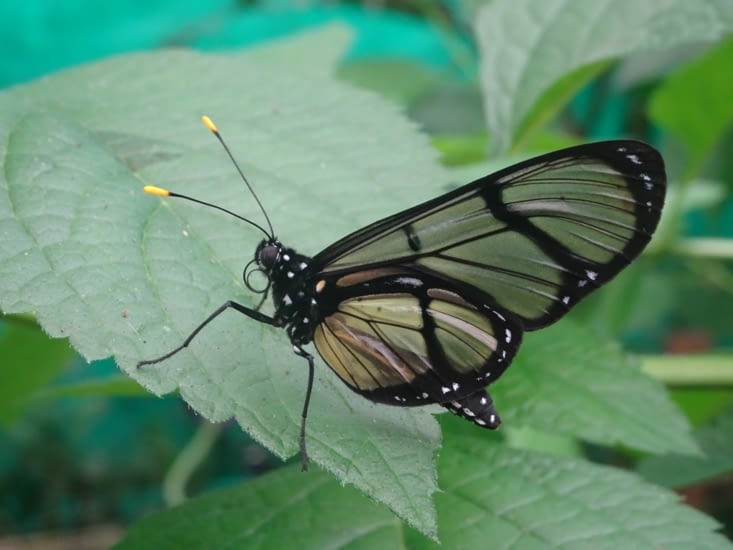 de toutes les formes