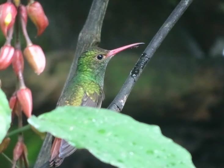 L'ultra rapide colibri