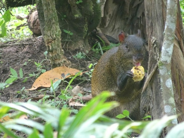 Notre pote l'aguti qui vient nous voir tous les jours