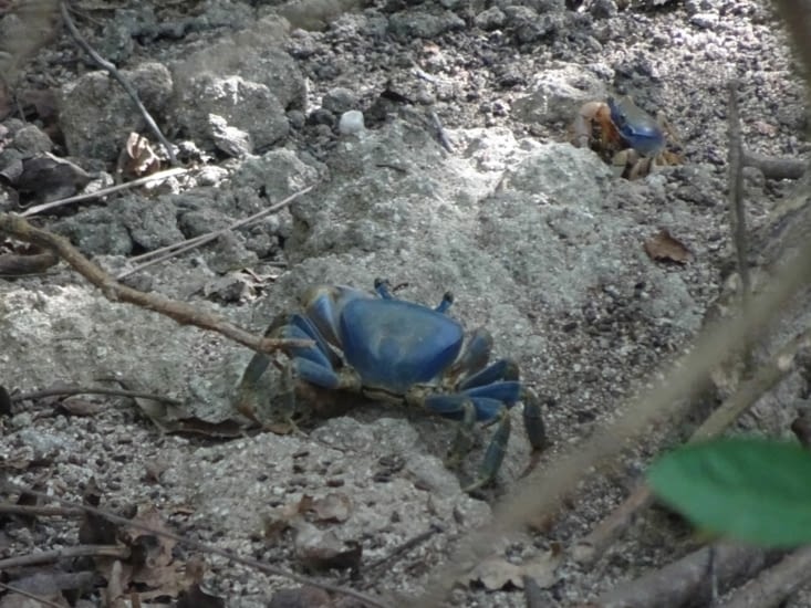 Les crabes bleus