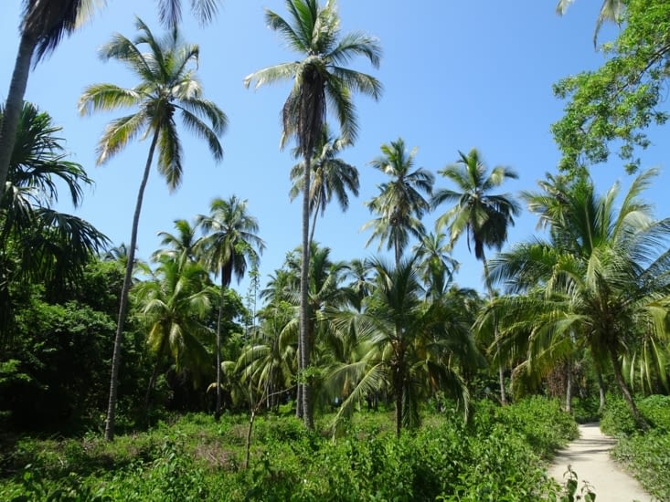 Les sentiers bordés de palmiers