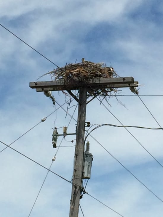 Une famille d'aigle sur un poto électrique