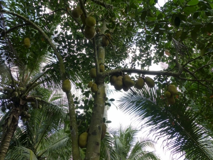 Le durian