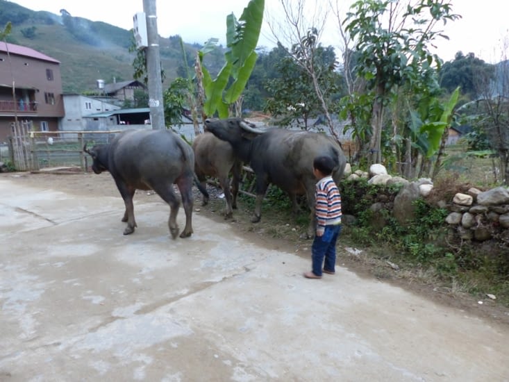 Le paysan haut comme trois pommes