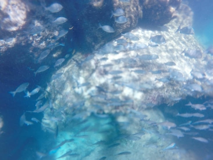 Un aperçu de la faune marine du lagon Yal-Ku