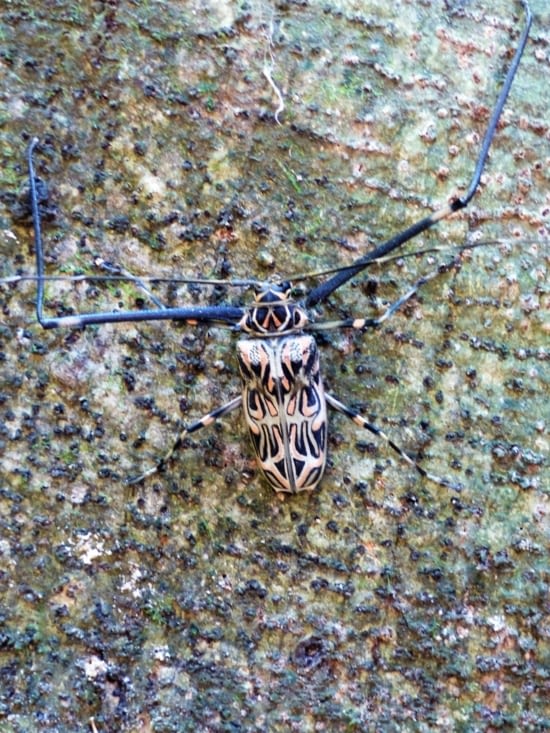 Coléoptère Arlequin