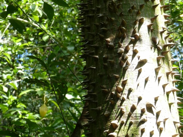 Le chorisia speciosa