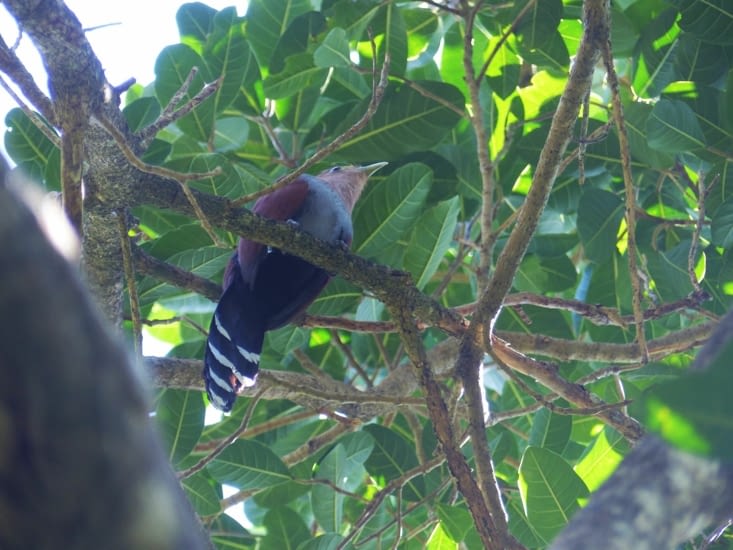 L'un des dizaines d'oiseaux aperçus durant la journée