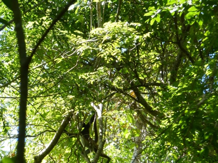 Qui dit jungle, dit ...