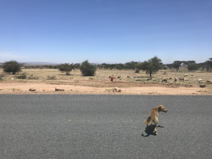 sur la route pour masai mara