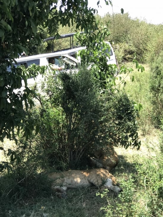 masai mara - repos au pied de la voiture