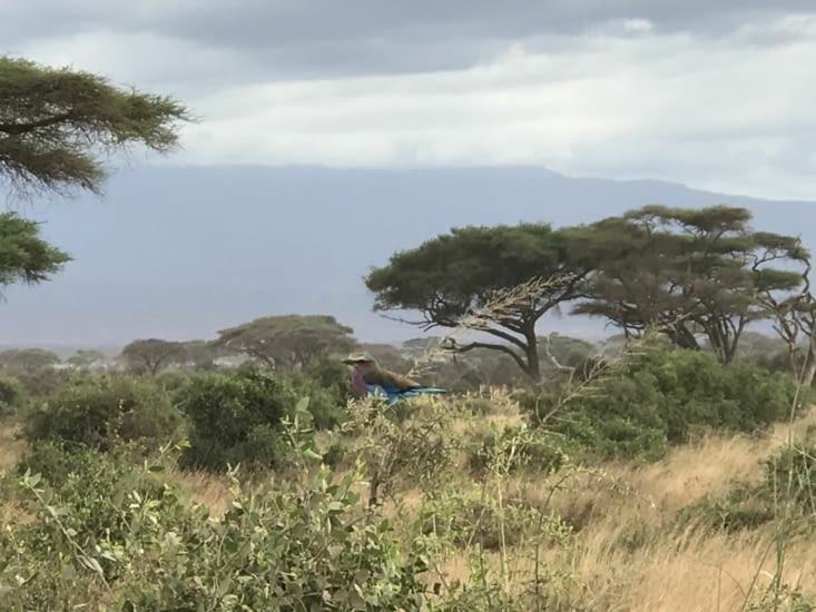 Parc Amboseli