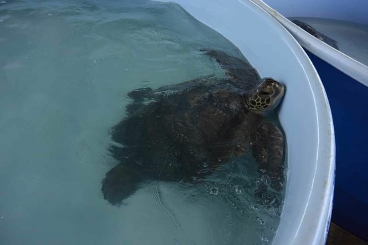 Tortue bientôt rejetée à la mer
