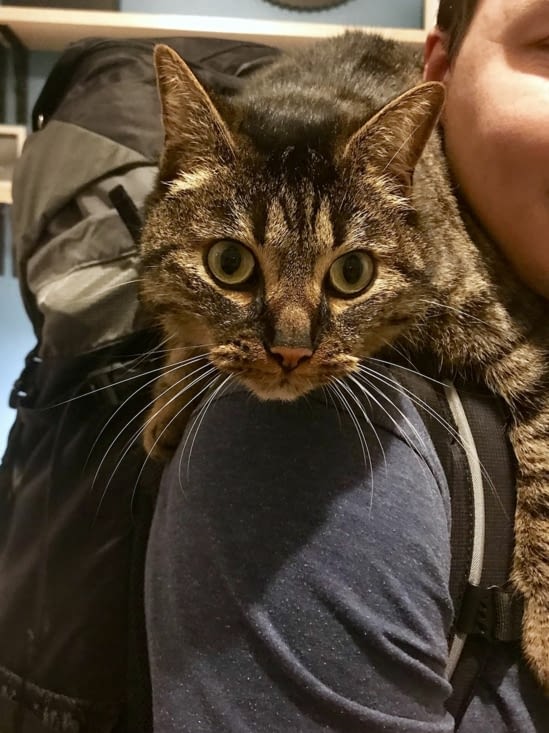 On a failli partir avec 5 kg de plus... ! A très bientôt notre boule de poil adorée (snif)