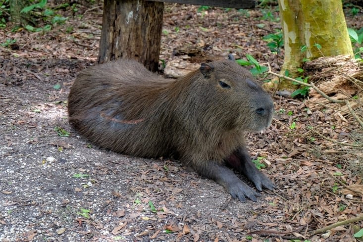 Un capybara posé tranquillou