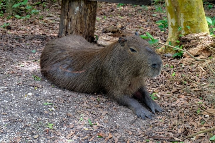 Un capybara posé tranquillou