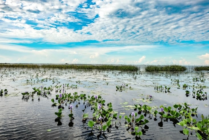 Balade en barque sur les Esteros Del Iberá