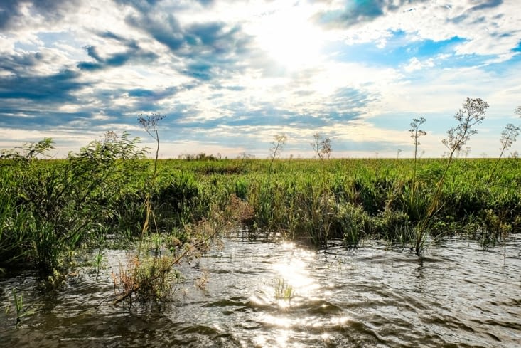 Balade en barque sur les Esteros Del Iberá
