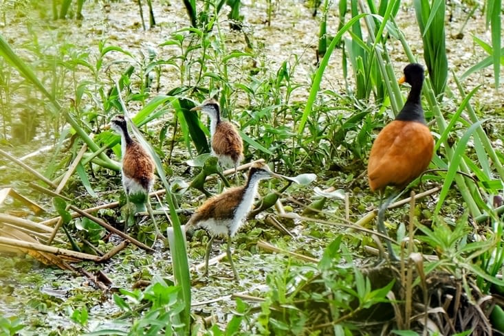 La maman et ses petits