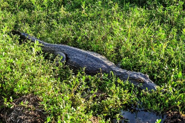 Un caïman planqué