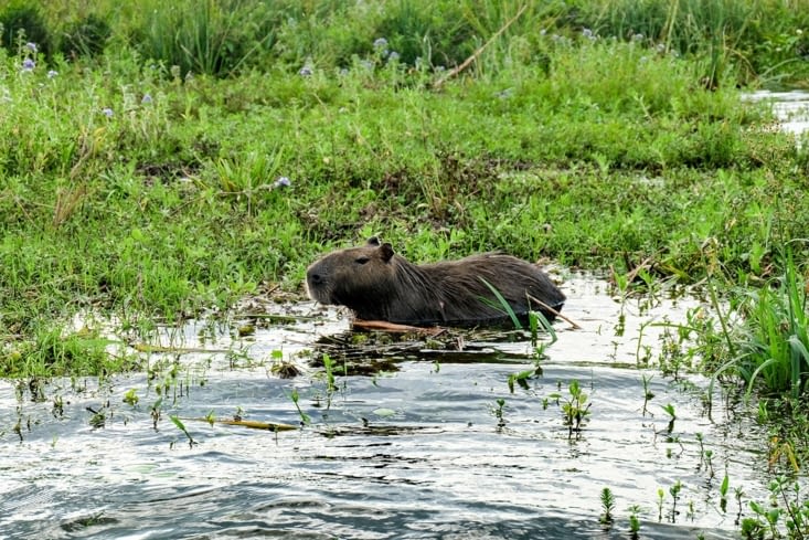Un capybara qui fait trempette