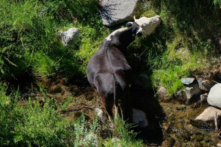 Une vache qui mange les pieds au frais