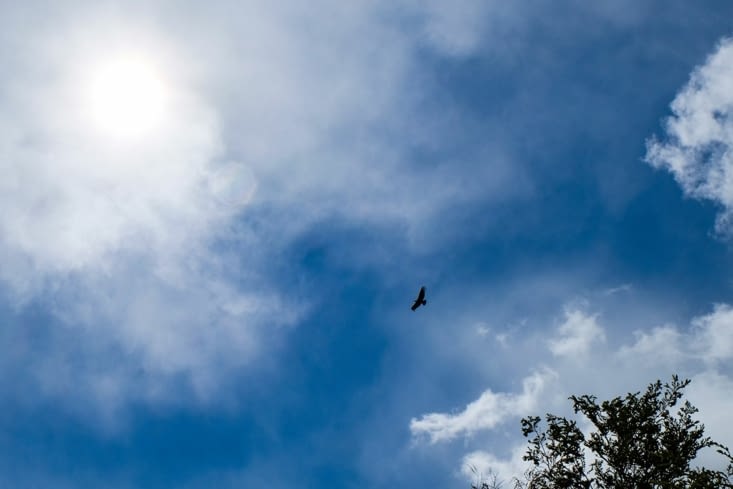 Un condor qui plane au dessus du glacier