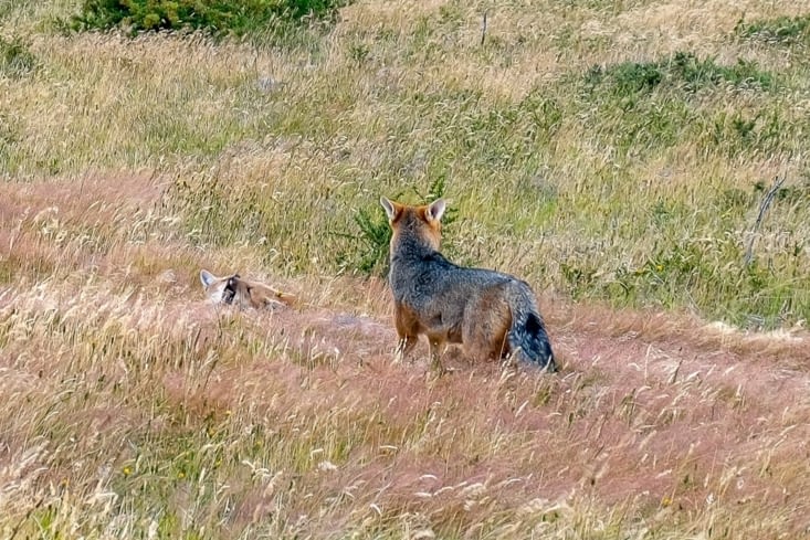 Refuge Paine Grande - Une maman renard et ses 2 petits