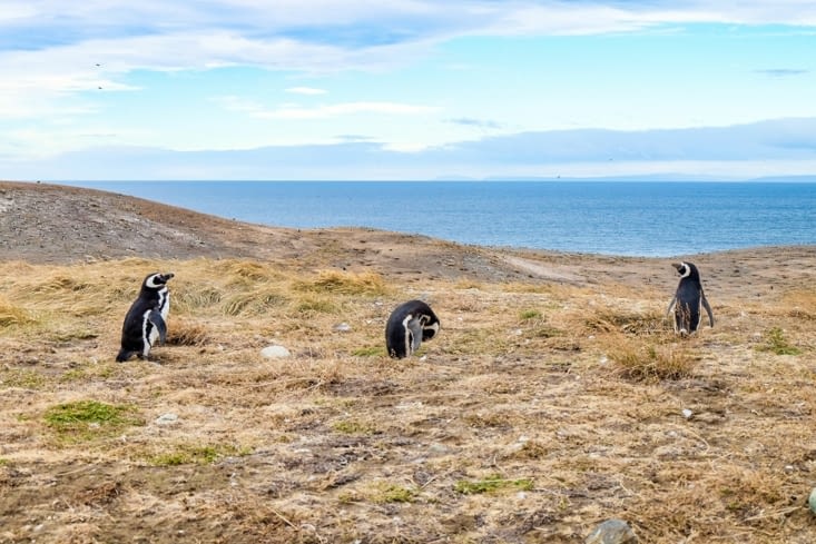 Île Magdalena, l'île aux manchots de Magellan