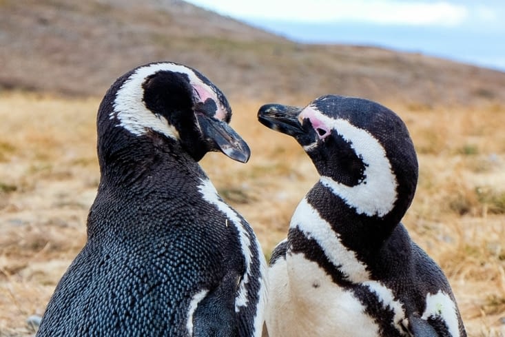 Île Magdalena, l'île aux manchots de Magellan - Amor Amor