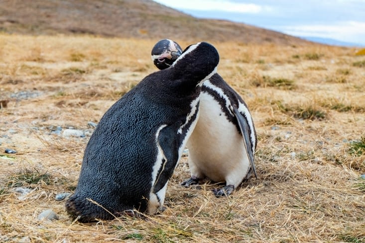 Île Magdalena, l'île aux manchots de Magellan - Amor Amor