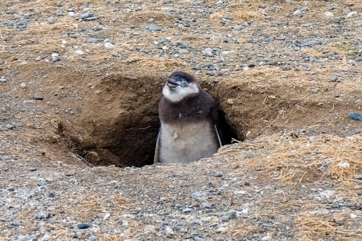 Île Magdalena, l'île aux manchots de Magellan - Bébé pinguin dans son nid