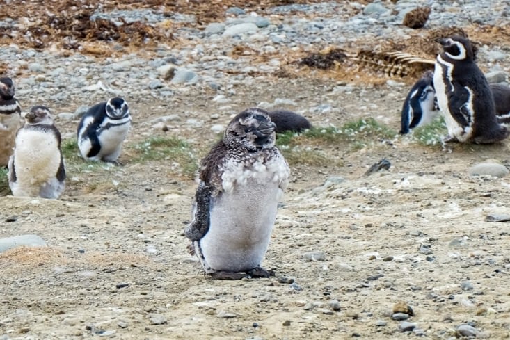 Île Magdalena, l'île aux manchots de Magellan - Bébé pinguin perd son duvet
